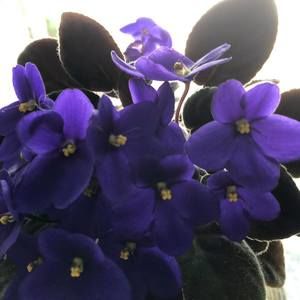 Meet your Posher, Barbara